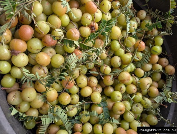 Large Amla harvest for the season