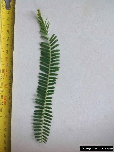 Leaf of the Amla