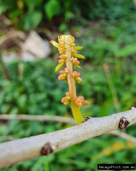 New shoots on an Amla tree.