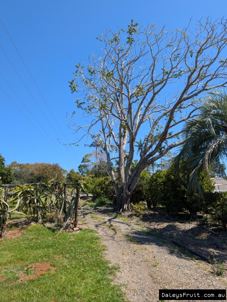Mature Andean Walnut showing sparse growth habit and new spring growth