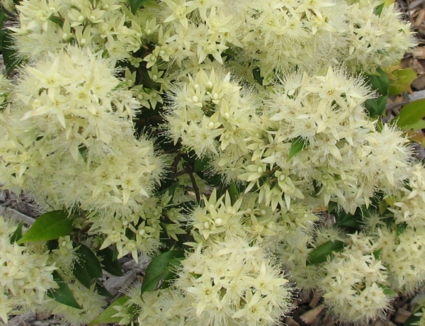 Aniseed Myrtle Backhousia anisata pic taken Royal Botanic Gardens Cranbourne, Victoria, Australia