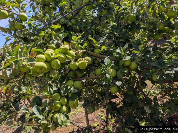 Heavily bearing Granny Smith apples in a Stanthorpe orchard