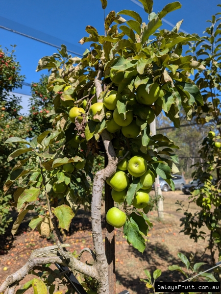 Heavily bearing Granny Smith apples in a Stanthorpe orchard
