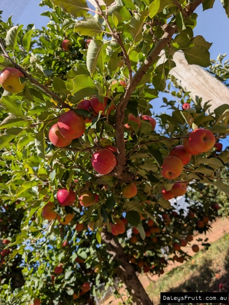 Pink Lady apples cropping heavily in Stanthorpe orchard