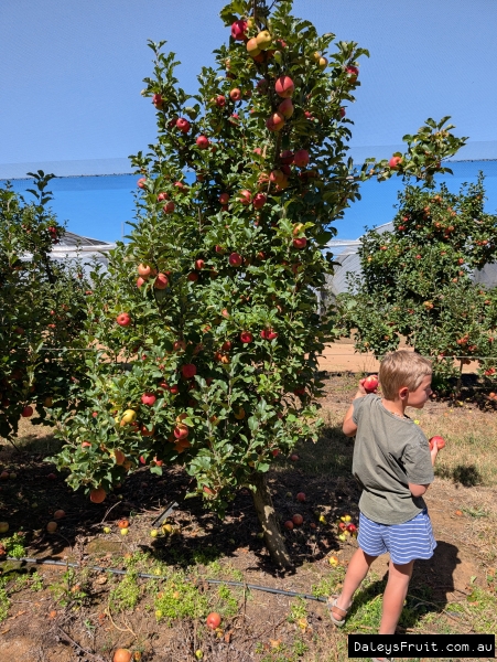 Pink Lady apples cropping heavily in Stanthorpe orchard