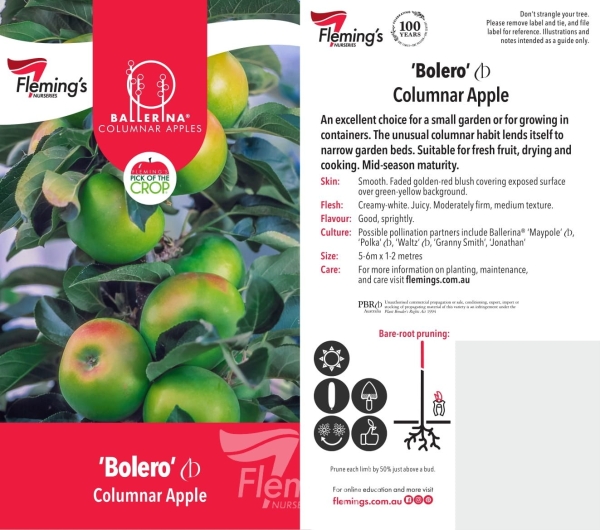 Apple - Bolero Ballerina