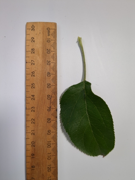 Leaf of the Apple - Bolero Ballerina ®