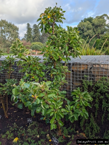 Bolero apple in Adelaide Botanic Gardens
