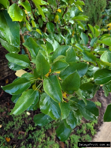 Bolero apple leaves in Adelaide Botanic Gardens