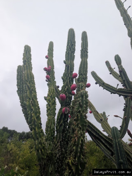 Cereus peruvianus monstros fruiting form
