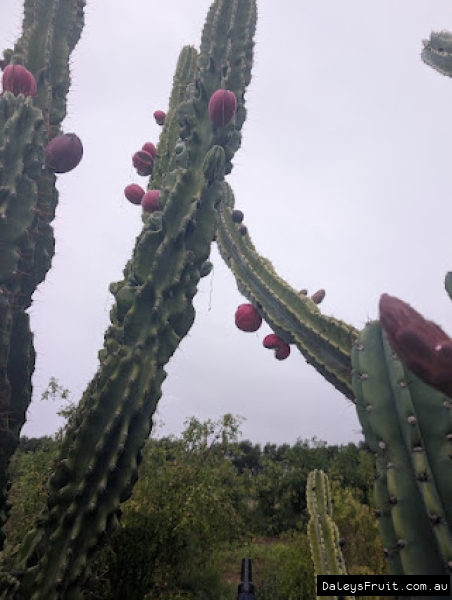 Cereus peruvianus monstros fruiting form