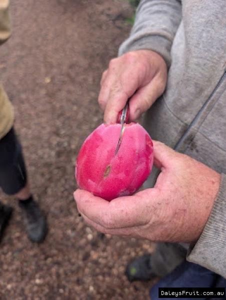 Cereus peruvianus monstros pollination improves fruit size and quality for Apple cactus varieties