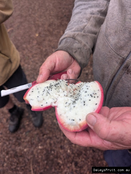 Cereus peruvianus monstros fruiting form pollination improves fruit size and quality for Apple Cactus Varieties