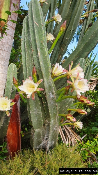 Shows the flowers forming to produce fruit on the pink apple cactus plant