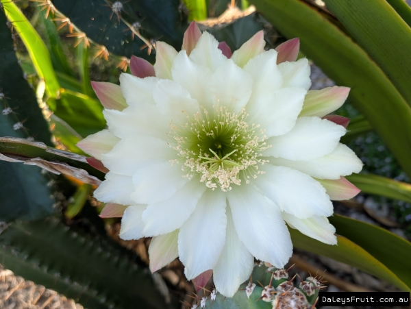 Close up of the Apple Cactus Flower