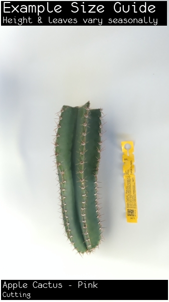 Apple Cactus - Pink For Sale