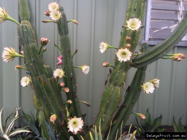 Pink Apple cactus flower