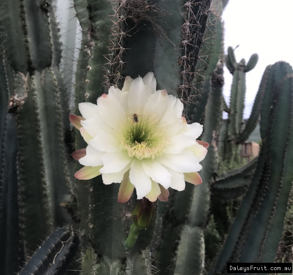 Close up of 1 Apple Cactus flower being pollinated by a bee