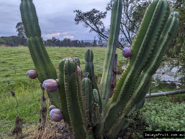 A clump of apple cactus