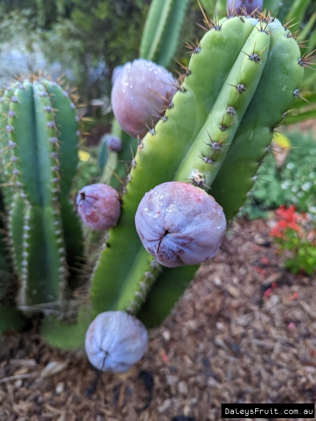 Pink Cactus Apple