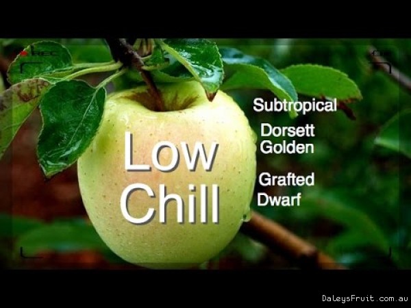 Low Chill Dorsett Golden Apple Tree in Flower