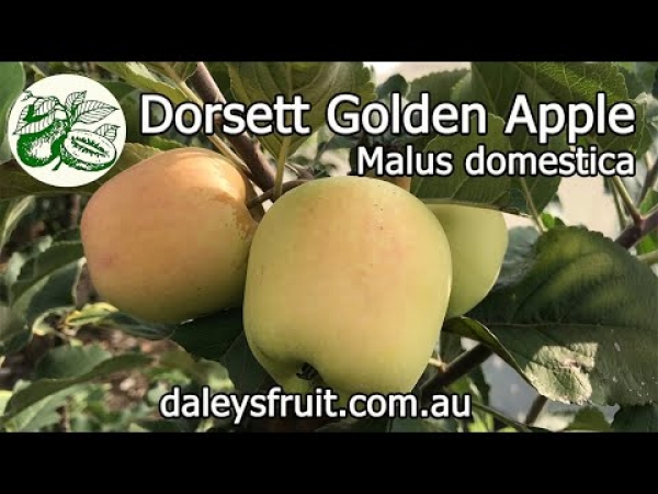 Planting growing and maintaining Apple Fruit Trees Like the Golden Dorsett apple variety