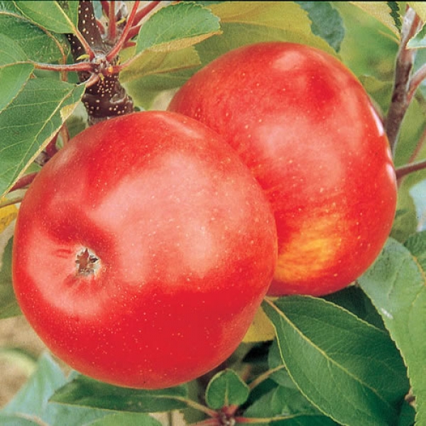 Online Orchards Dwarf Red Delicious Apple Tree Bare Root