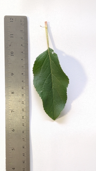 Leaf of the Apple - Gala