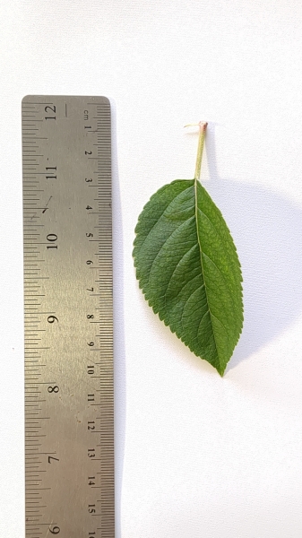 Leaf of the Apple - Red Delicious