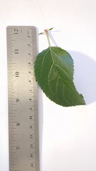 Leaf of the Apple - Red Fuji