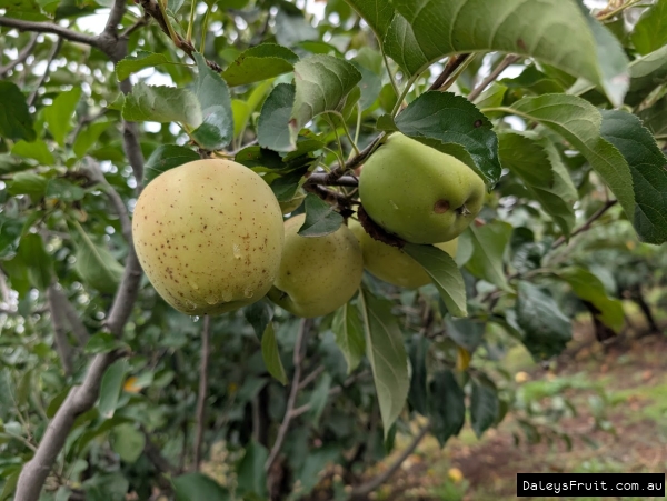 Golden Anvil Spur Apples ripening well on short tree