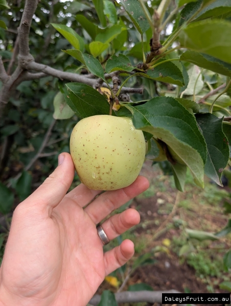 Golden Anvil Spur Apples ripening well on short tree
