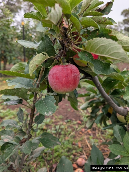 Diadem Apple fruiting profusely in Adelaide Hills SA