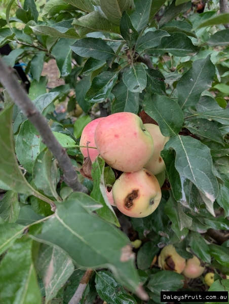 Dunn's Seedling apples fruiting well in Adelaide Hills, the first Australian commercial variety
