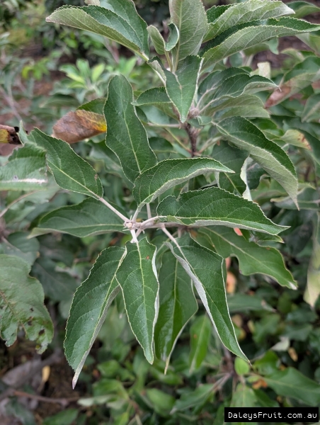 Dunns seedling Apple foliage on healthy branch