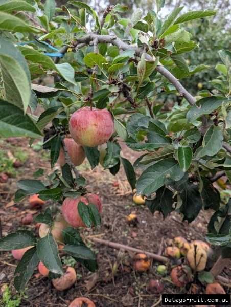 Tropic Beauty Apple fruiting profusely in SA Adelaide Hills