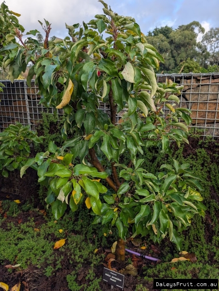 Waltz apple in Adelaide Botanic Gardens