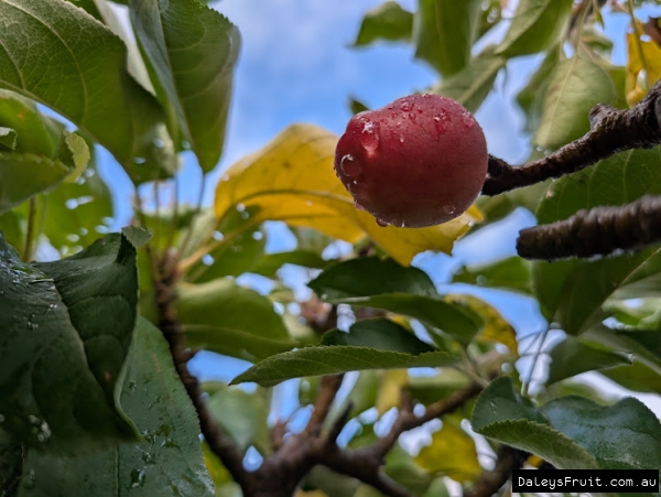 Young Waltz apple in Adelaide Botanic Gardens