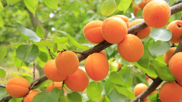 Apricot Fruit on Tree