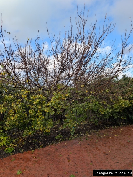 Deciduous Moorpark Apricot in Adelaide Botanic Gardens