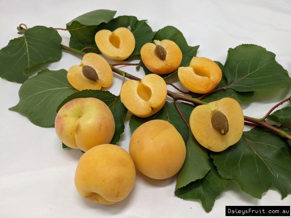 Apricot Sal fruit displaying the gorgeous colour and juicy flesh cut in half sitting on a bed of apricot leaves and exposing the seed.