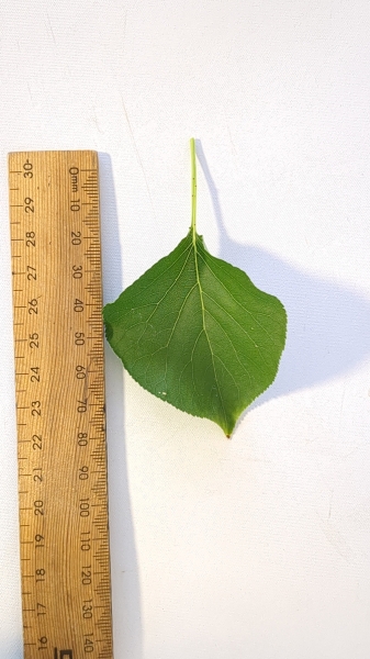Leaf of the Apricot - Storeys (Early Moorpark)