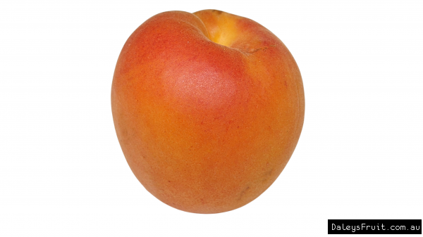 Single Apricot Fruit ripe and ready to pick
