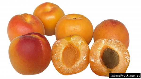 Many Apricot fruits with one split in half showing the seed ripe and ready to pick