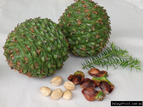 Bunya Nut