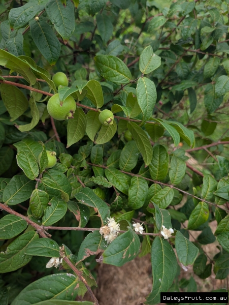 Heavy crop of Araza developing amidst green leaves
