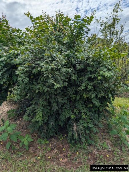 Mature and fruiting Araza producing well in Australian subtropics