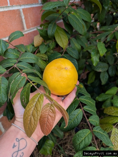 Mature fruit against fresh flush of Araza Boi leaves