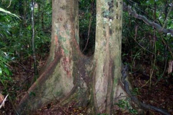 Twin White Booyong at Booyong Reserve