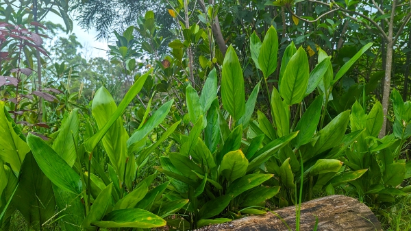 West Indian Arrowroot lush growth habit stays small in size and compact
